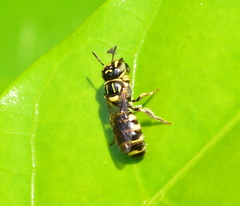 Ceratina collusor