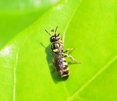 Ceratina collusor