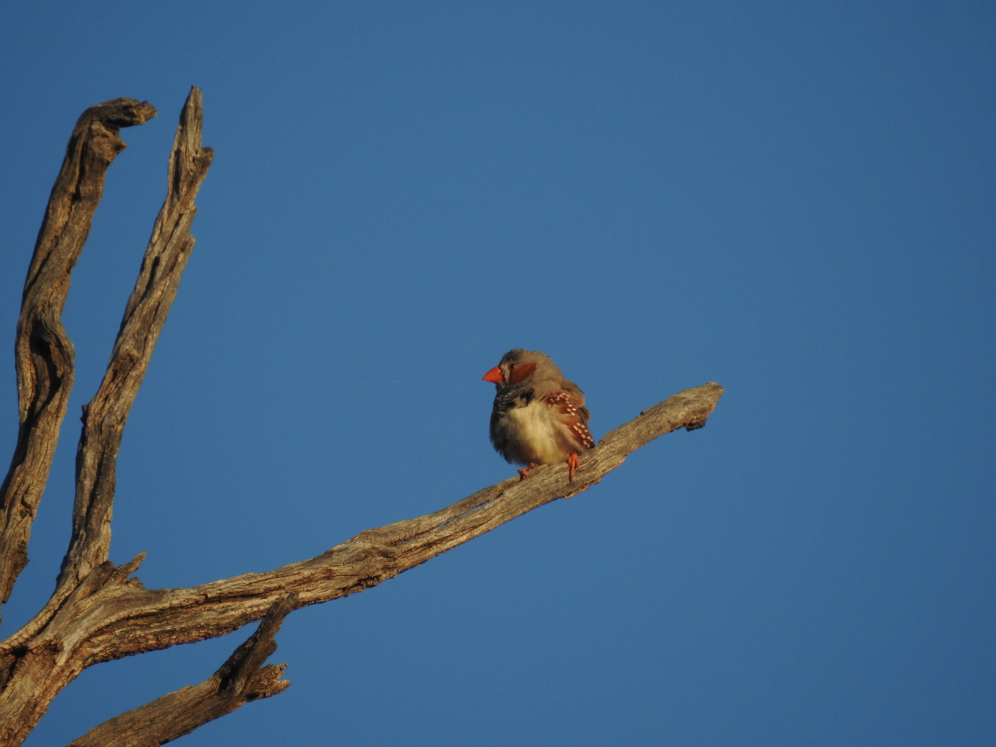 Zebra Finch