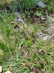 Carex curvula