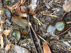 Cortinarius austrovenetus