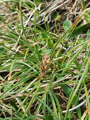 Carex curvula