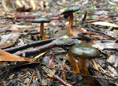 Cortinarius austrovenetus