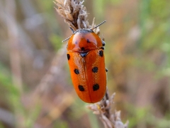 Tituboea sexmaculata