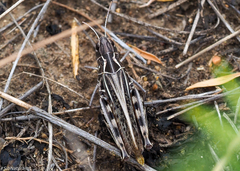 Arcyptera microptera