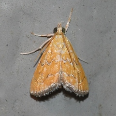 Xanthophysa psychicalis