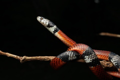 Erythrolamprus bizona