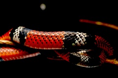 Erythrolamprus bizona