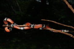 Erythrolamprus bizona