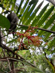 Palicourea croceoides