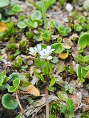 Cardamine bellidifolia alpina
