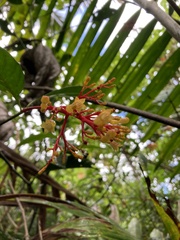 Palicourea croceoides