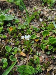 Cardamine bellidifolia alpina