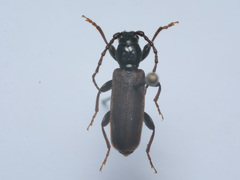 Tetropium castaneum