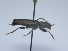 Tetropium castaneum