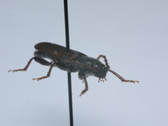 Tetropium castaneum
