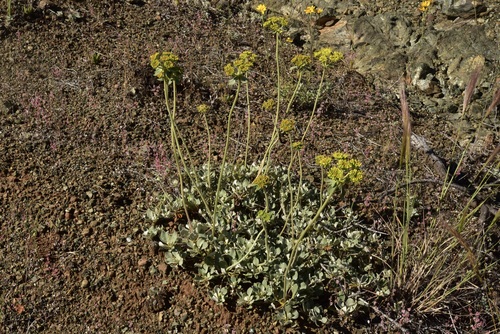 Eriogonum umbellatum var. goodmanii