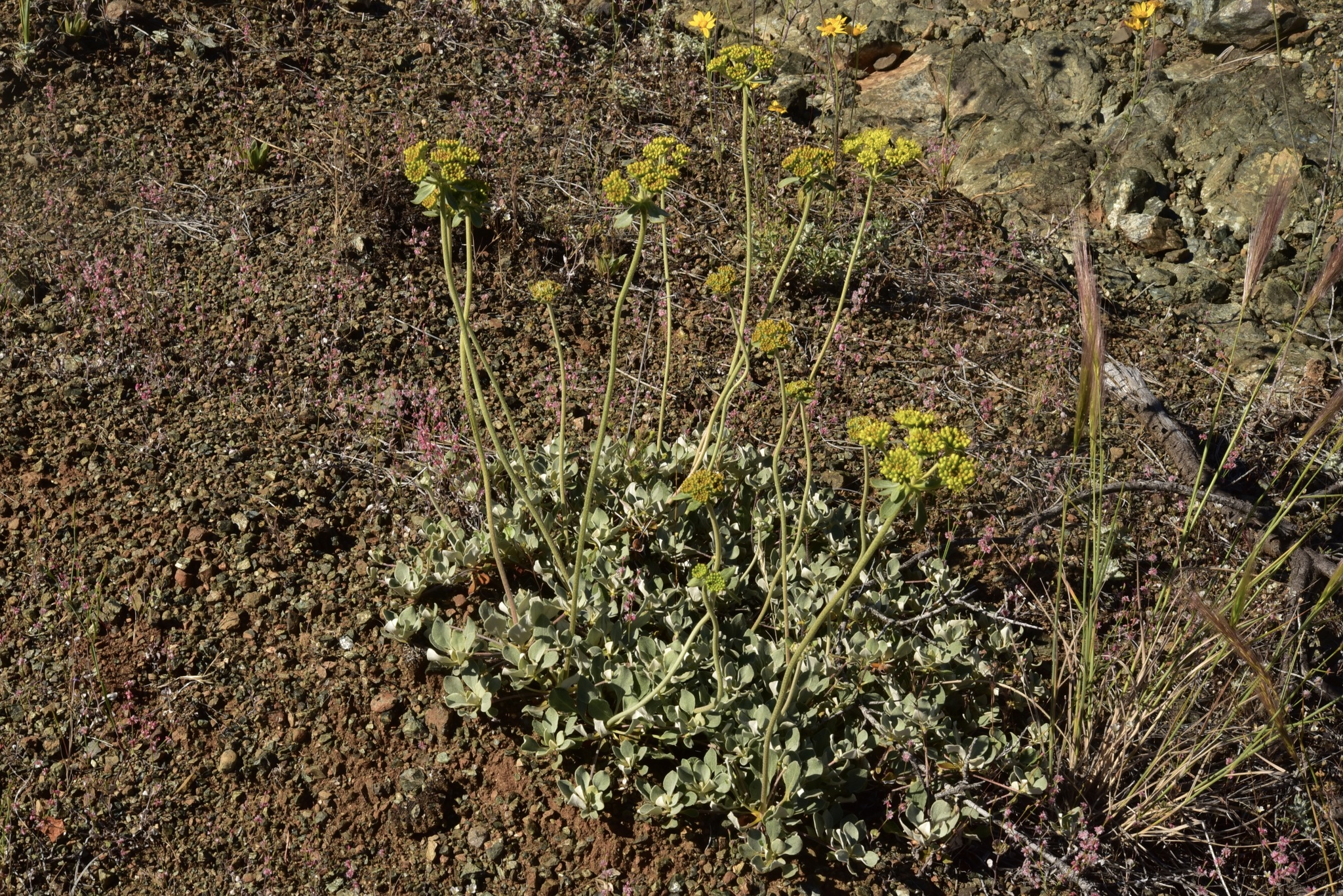 Eriogonum umbellatum var. goodmanii