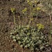 Eriogonum umbellatum goodmanii - Photo (c) Jeff Bisbee, algunos derechos reservados (CC BY-NC), subido por Jeff Bisbee