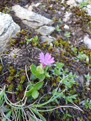 Primula integrifolia
