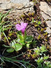 Primula integrifolia