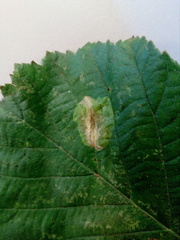 Phyllonorycter stettinensis