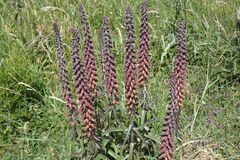 Digitalis parviflora