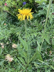 Crepis pontana