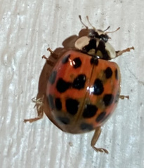 Harmonia axyridis