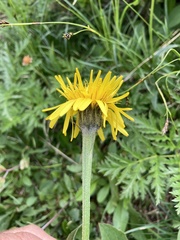 Crepis pontana