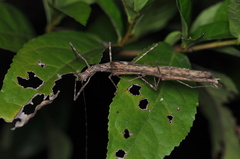 Trachythorax maculicollis