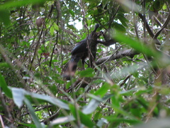 Penelope superciliaris