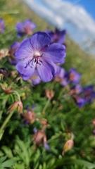 Geranium erianthum