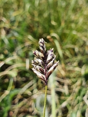 Oreochloa disticha