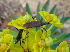 Dicranocephalus albipes