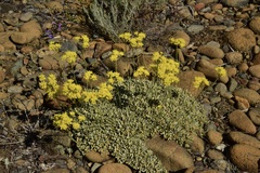 Eriogonum ternatum