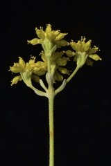 Eriogonum ternatum