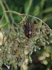 Carpocoris pudicus