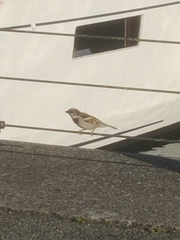 Passer domesticus