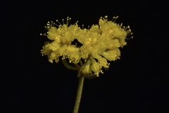 Eriogonum ternatum