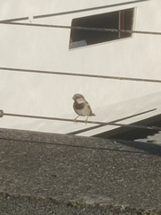 Passer domesticus
