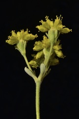 Eriogonum ternatum