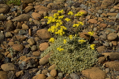 Eriogonum ternatum
