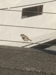 Passer domesticus