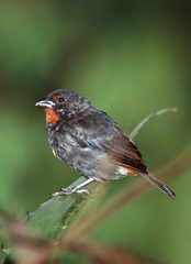 Loxigilla noctis