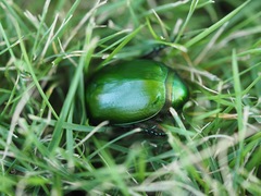 Anomala rubripes virescens