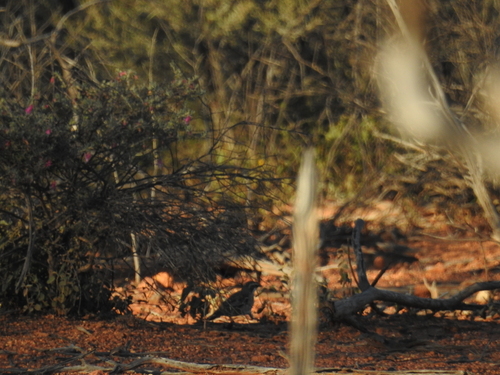 Chestnut-breasted Quail-thrush (Cinclosoma castaneothorax)