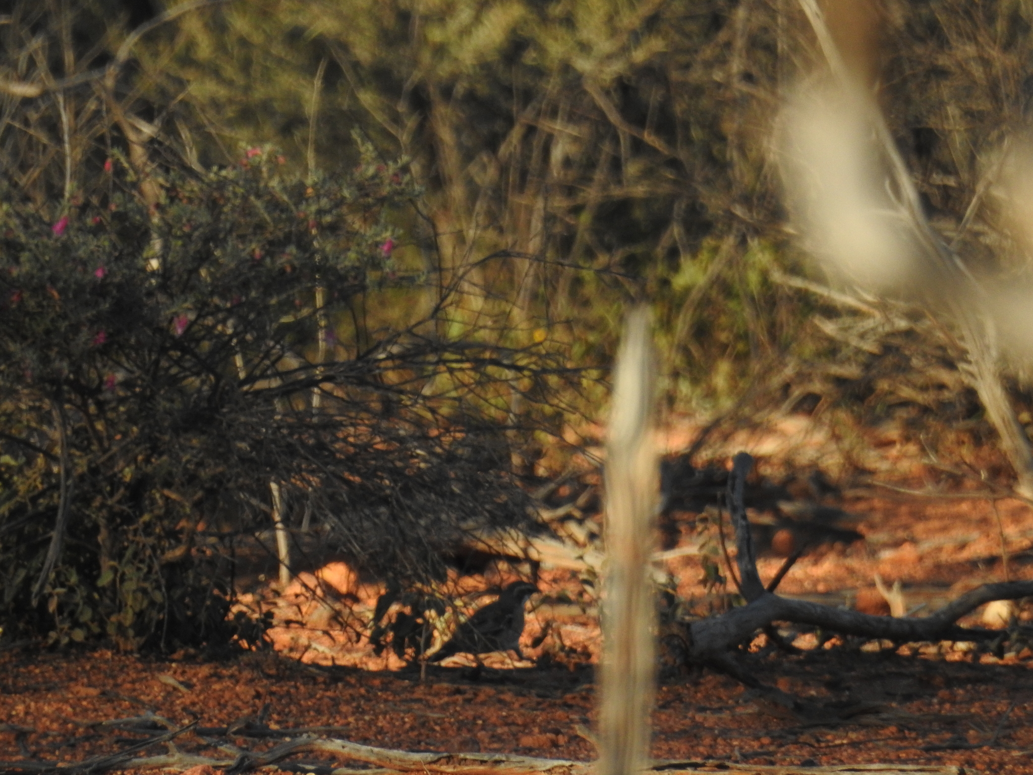 Chestnut-breasted Quail-thrush (Cinclosoma castaneothorax), photo 1