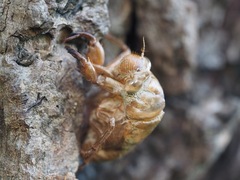 Cryptotympana atrata