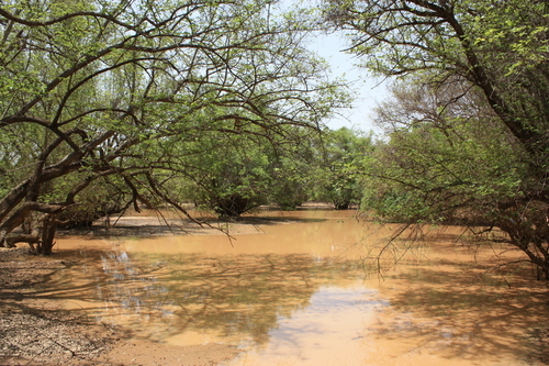 Mitragyna inermis